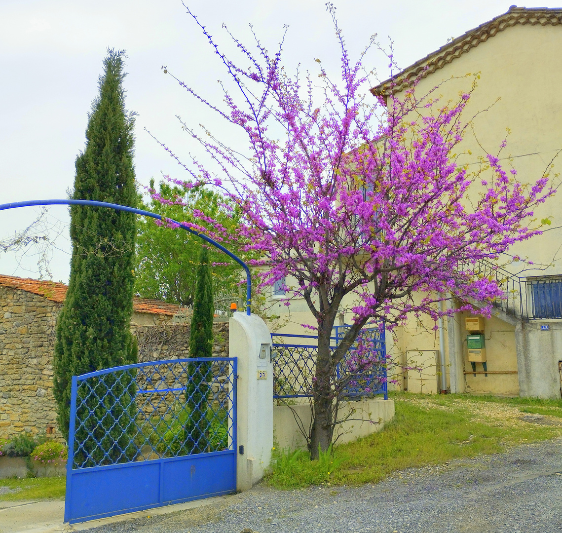 Arbre de Judée devant mon entrée ...