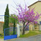 Arbre de Judée devant mon entrée ...