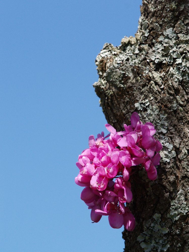 * Arbre de Judée *  -  Exercice hebdomadaire « Printemps »