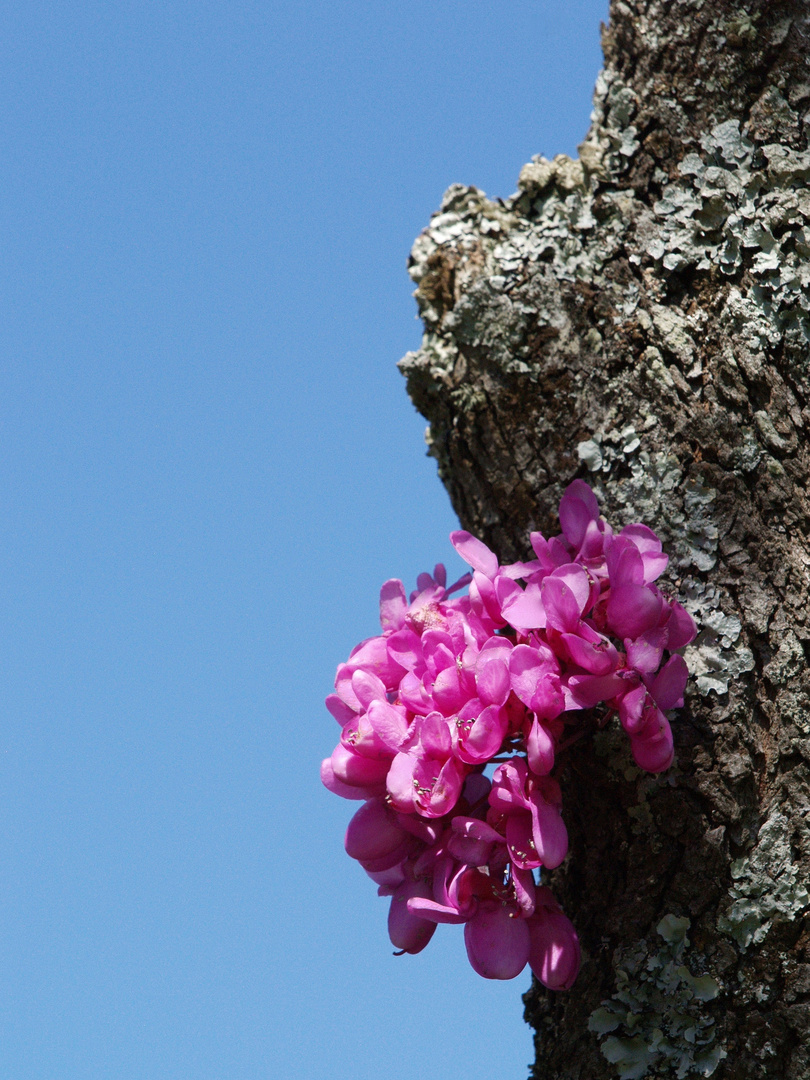 * Arbre de Judée *  -  Exercice hebdomadaire « Printemps »