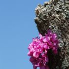 * Arbre de Judée *  -  Exercice hebdomadaire « Printemps »