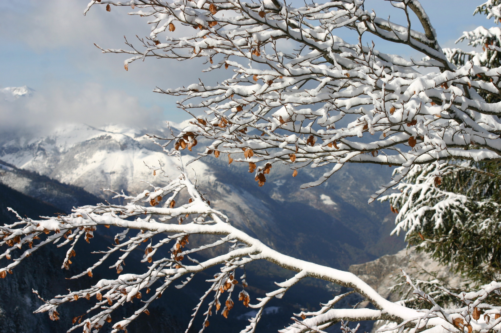 arbre de neige