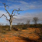 Arbre de plomb