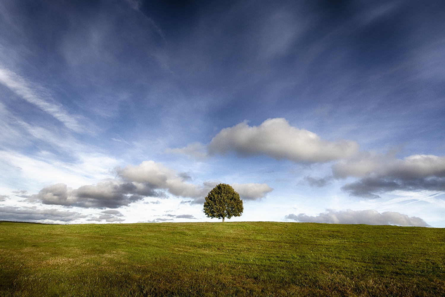 Arbre de vie