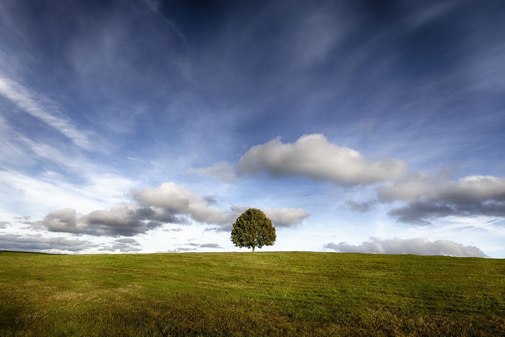 Arbre de vie