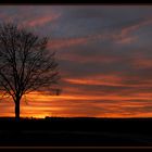 Arbre de vie - Lebensbaum