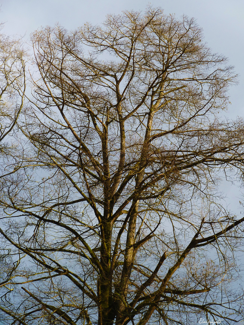 Arbre dépouillé