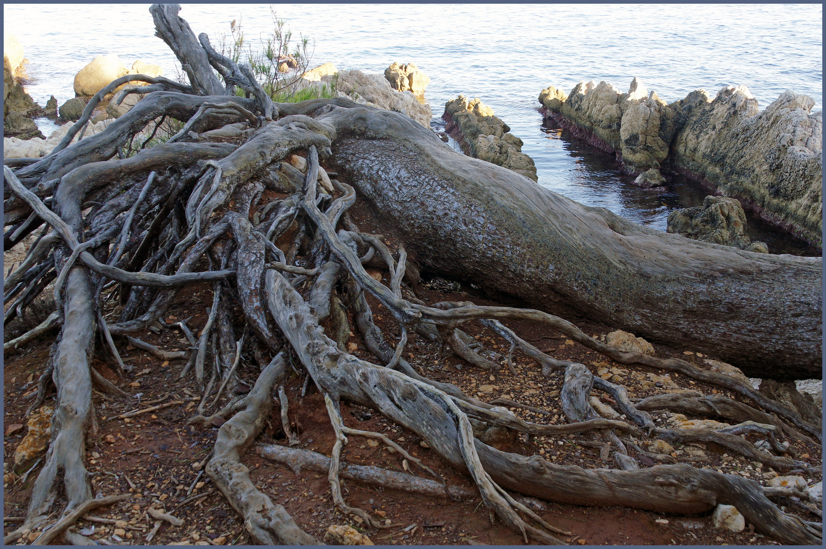 arbre déraciné...