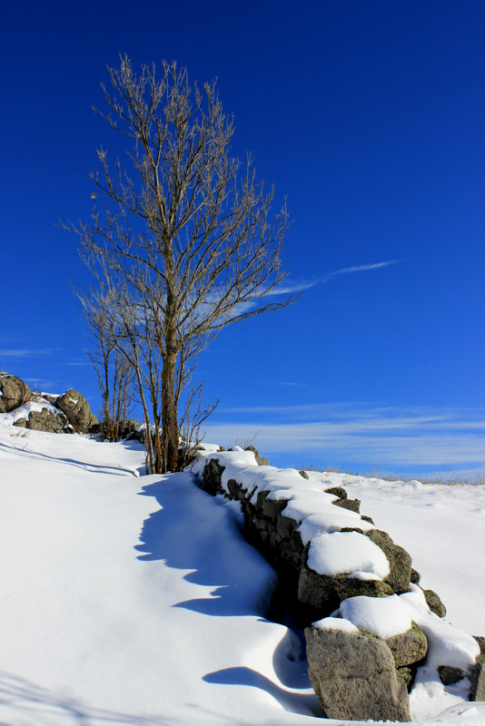 arbre d'hiver