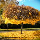  Arbre d'or