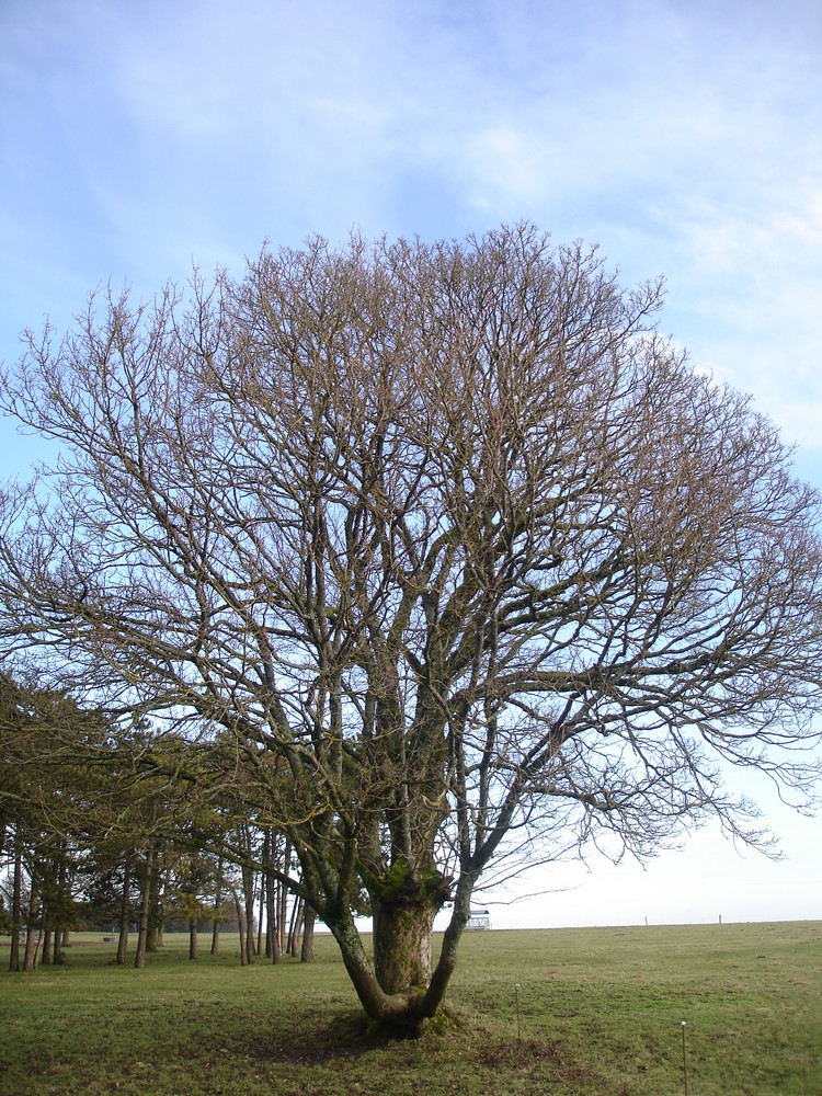 Arbre ( dos de cheval).