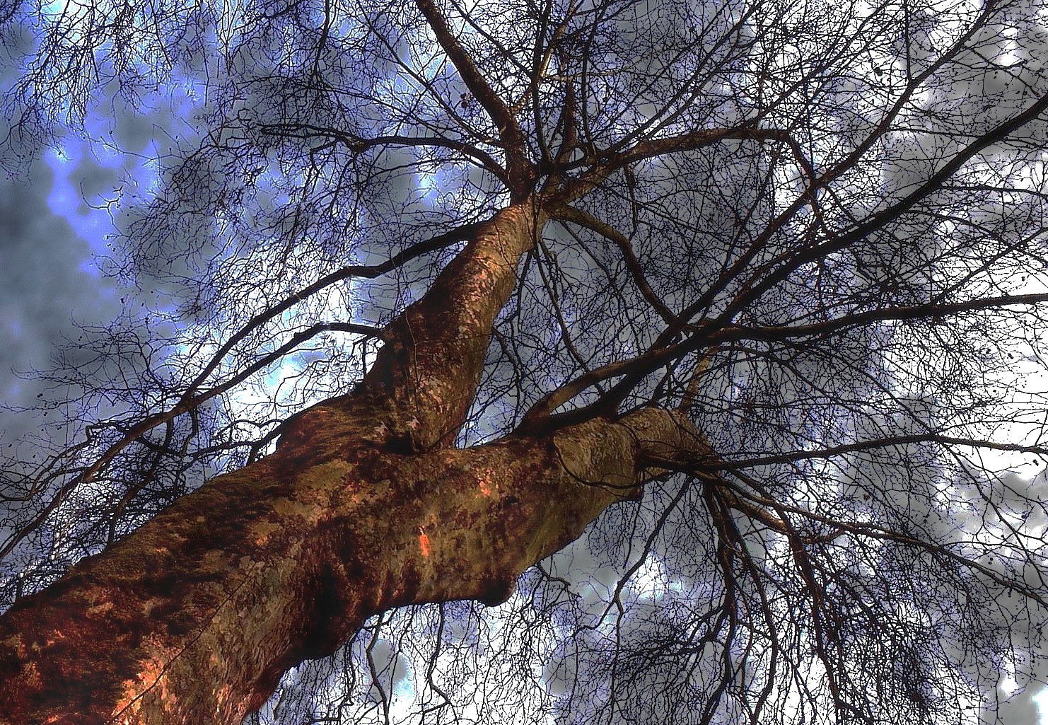 Arbre du Parc J.J.Rousseau