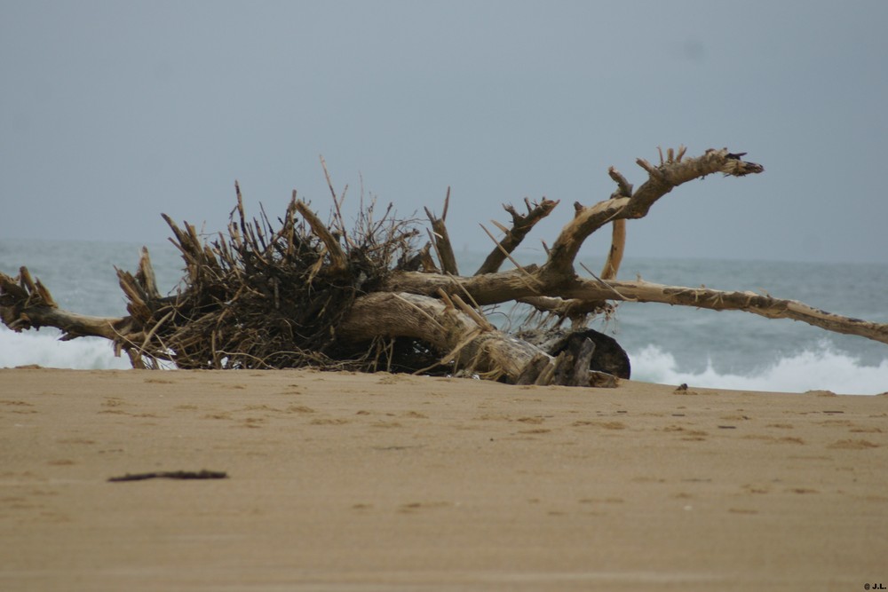 ARBRE ECHOUE SUR UNE PLAGE DES LANDES ( ONDRES)