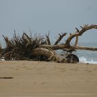 ARBRE ECHOUE SUR UNE PLAGE DES LANDES ( ONDRES)