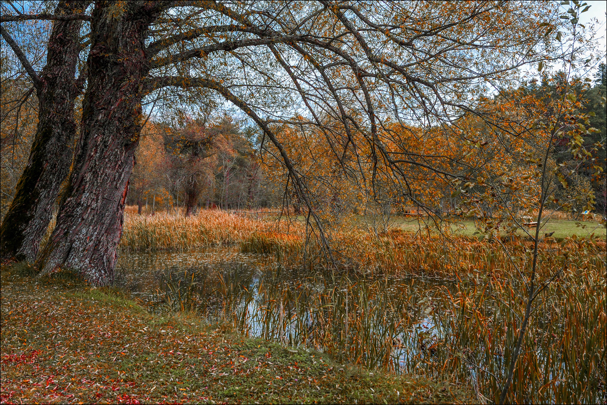 Arbre en automne