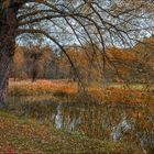 Arbre en automne