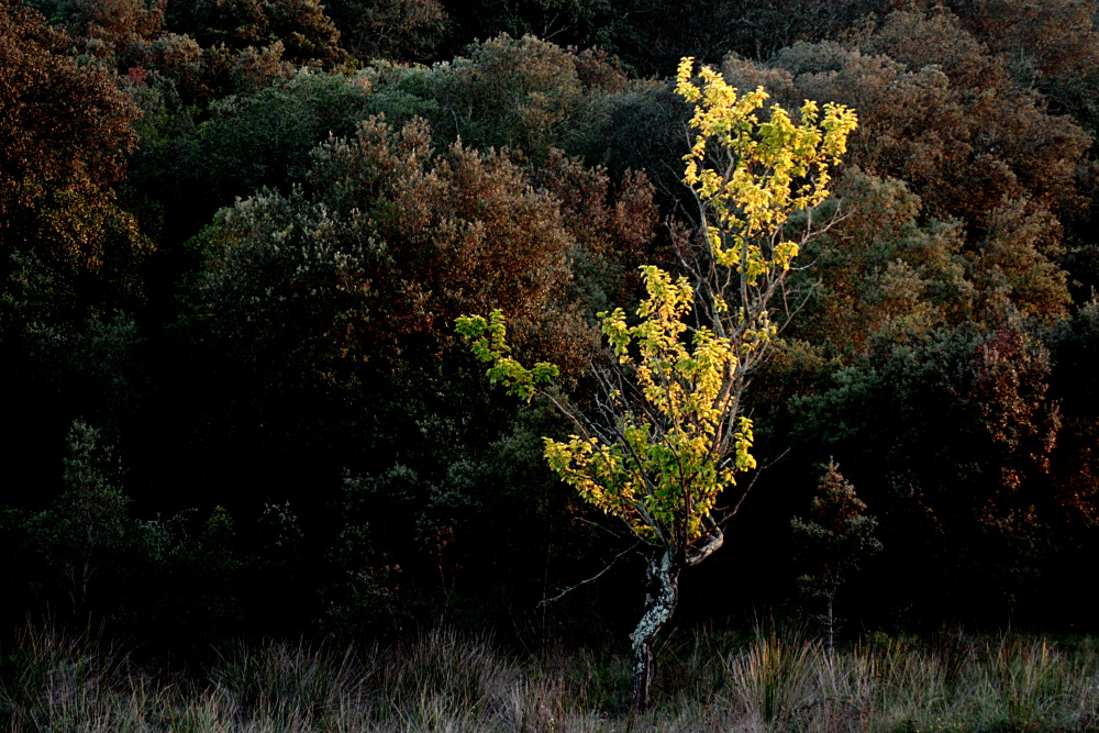 Arbre en automne