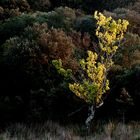 Arbre en automne