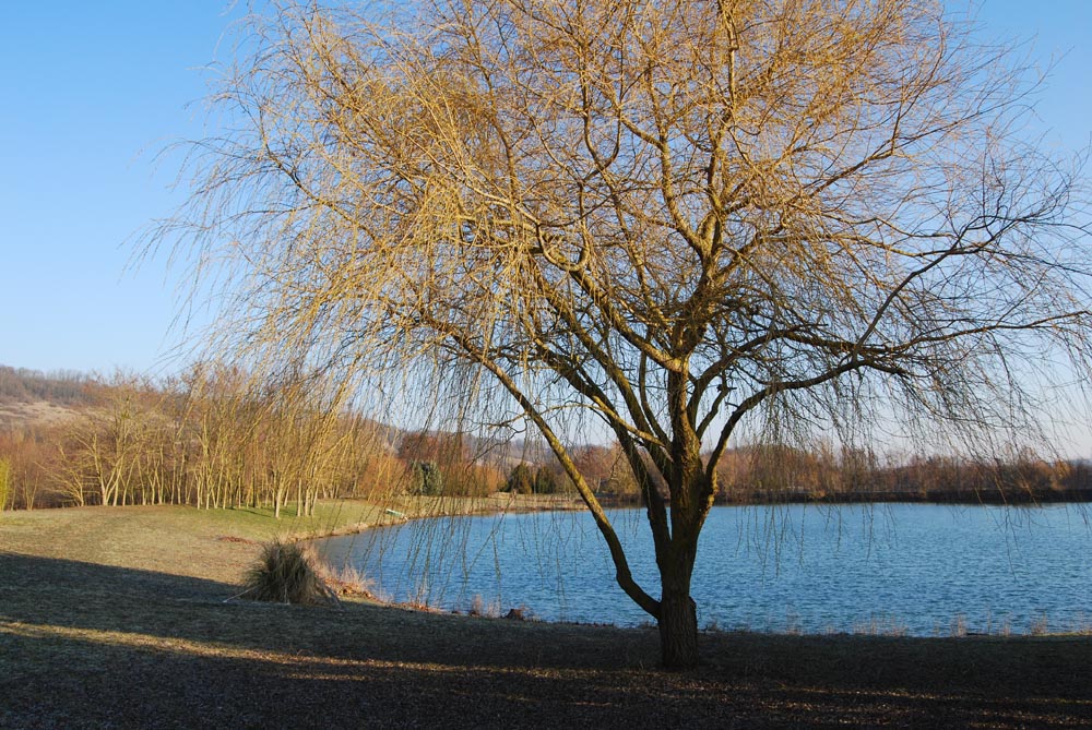 arbre en automne