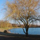 arbre en automne