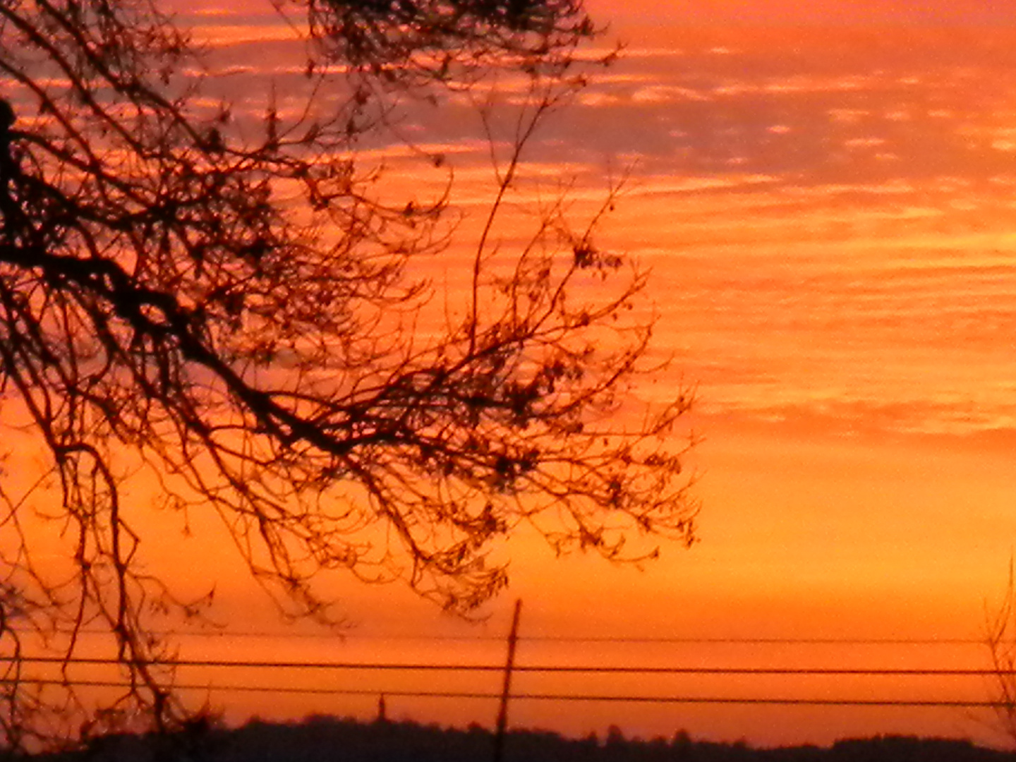 arbre en ciel rouge