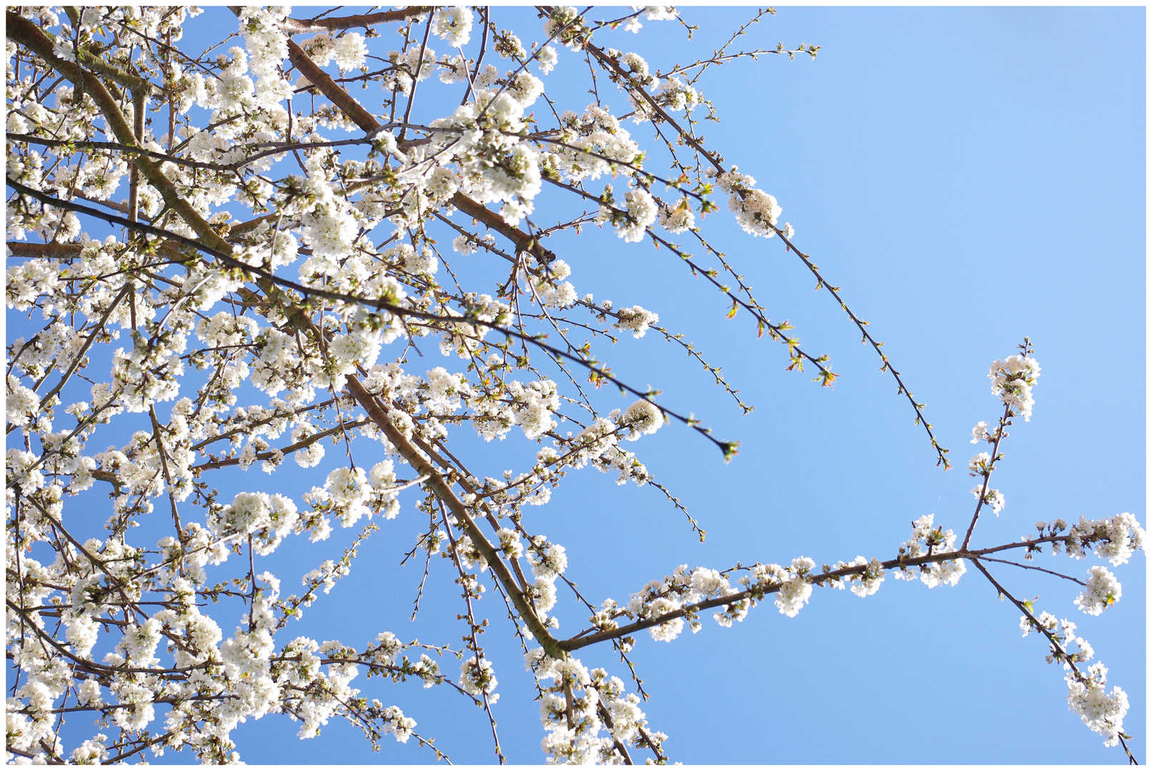 Arbre en fleur