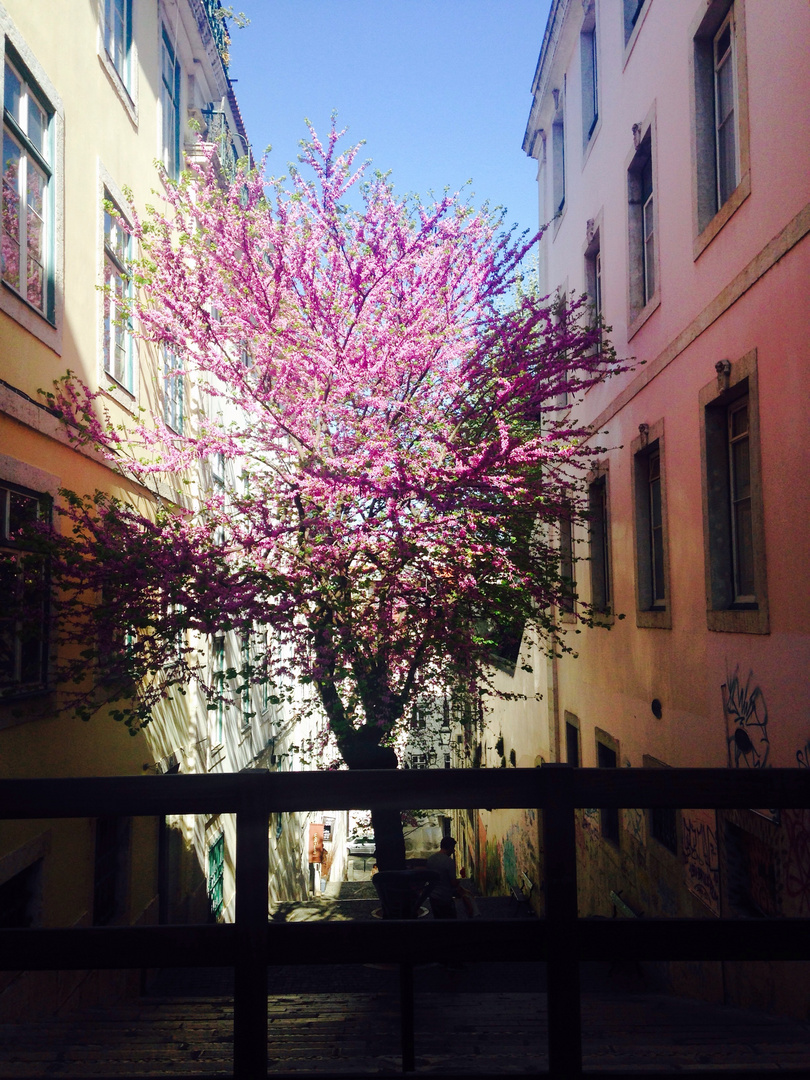 Arbre en fleur