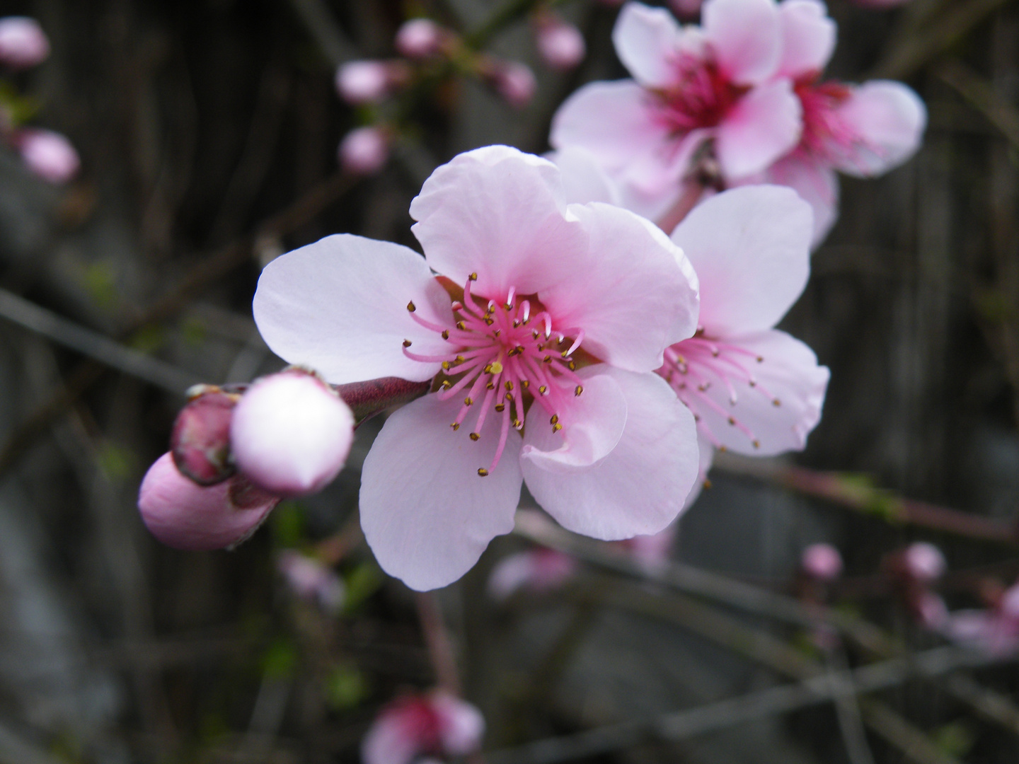 arbre en fleurs