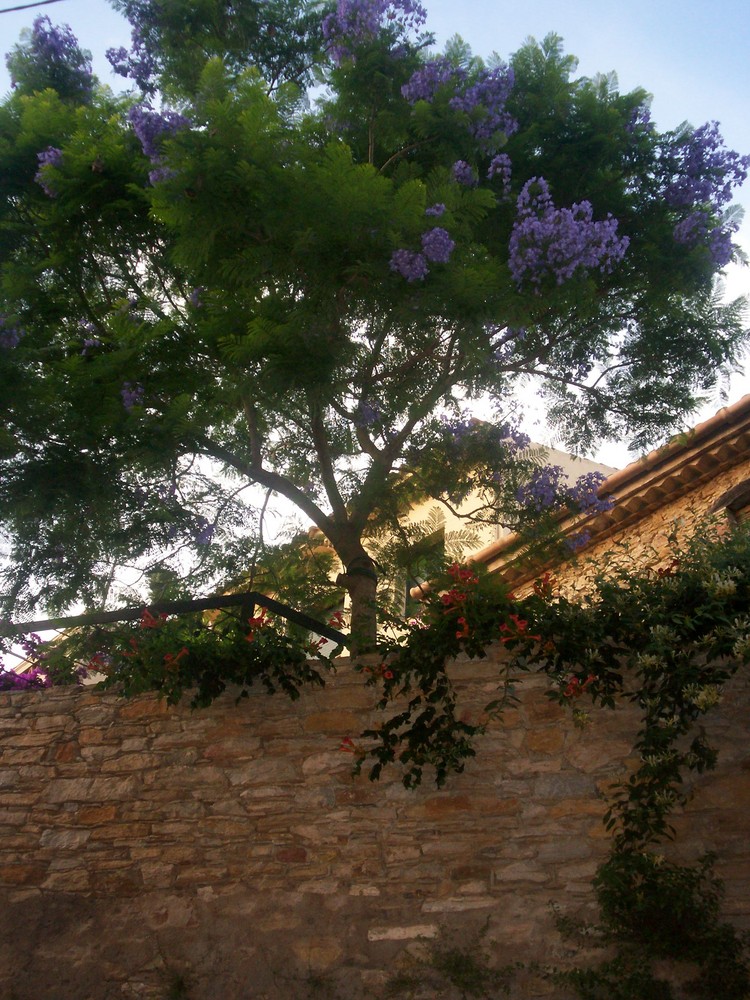 arbre en fleurs