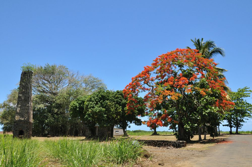 arbre en fleurs