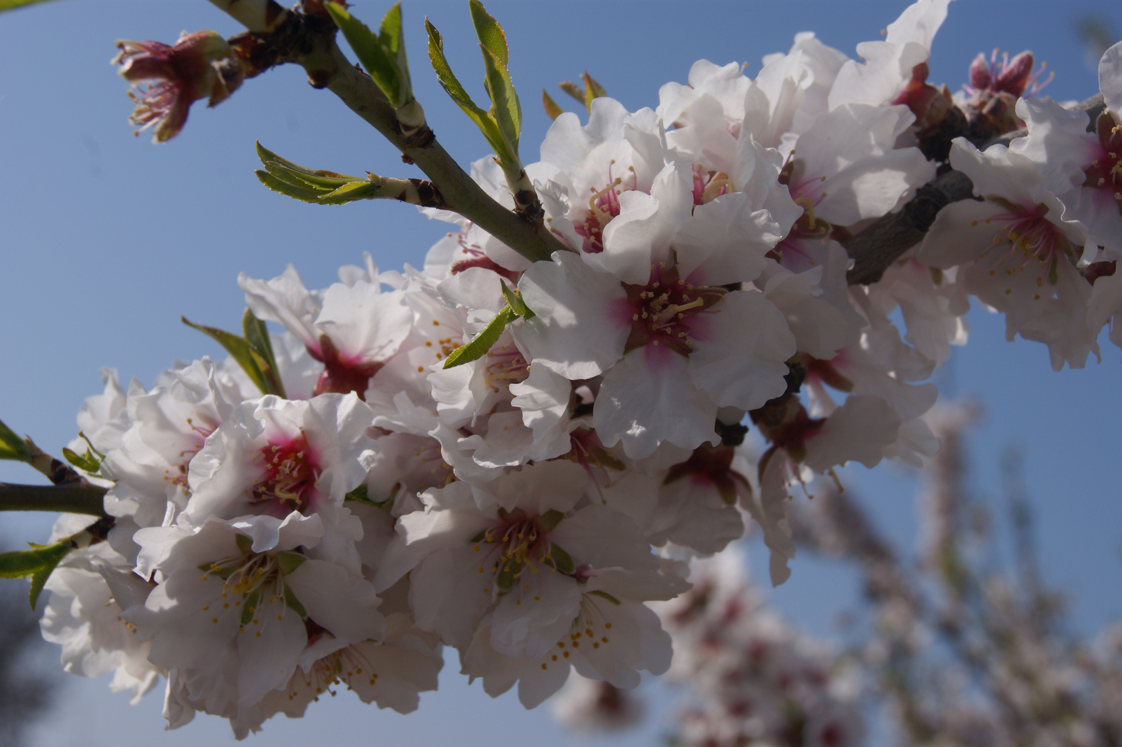 Arbre en fleurs