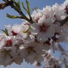 Arbre en fleurs