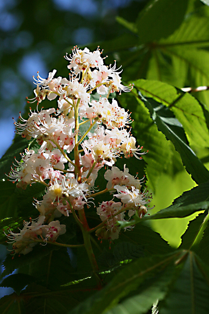 arbre en fleurs