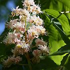 arbre en fleurs