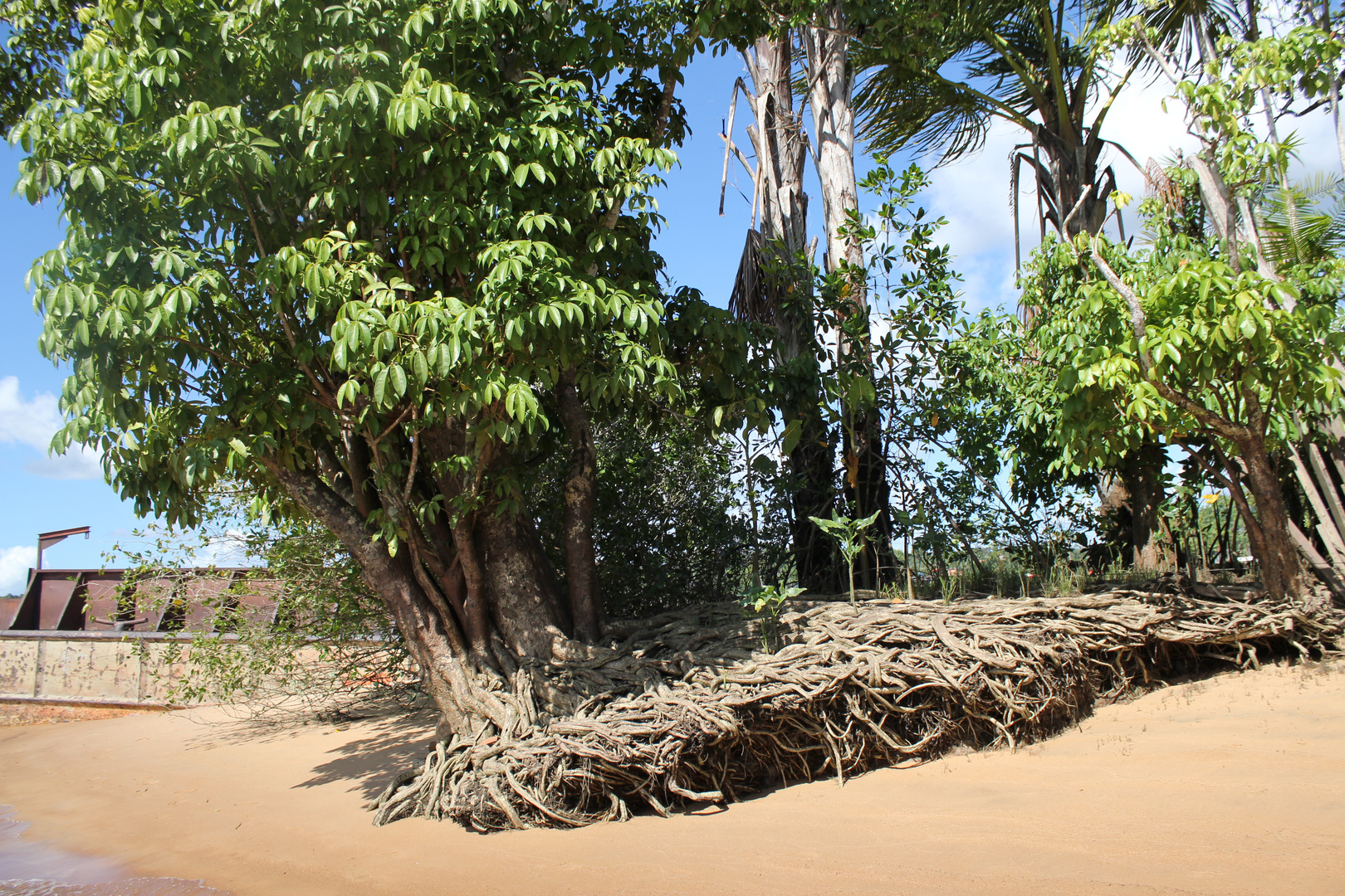 Arbre en fuite