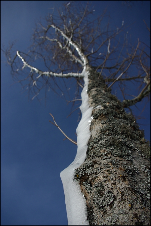 arbre en gelée