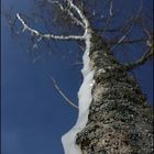arbre en gelée