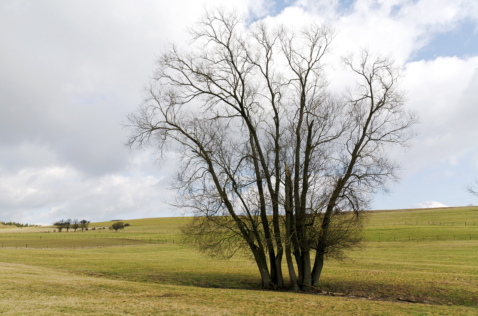 ARBRE EN HIVER