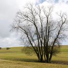 ARBRE EN HIVER