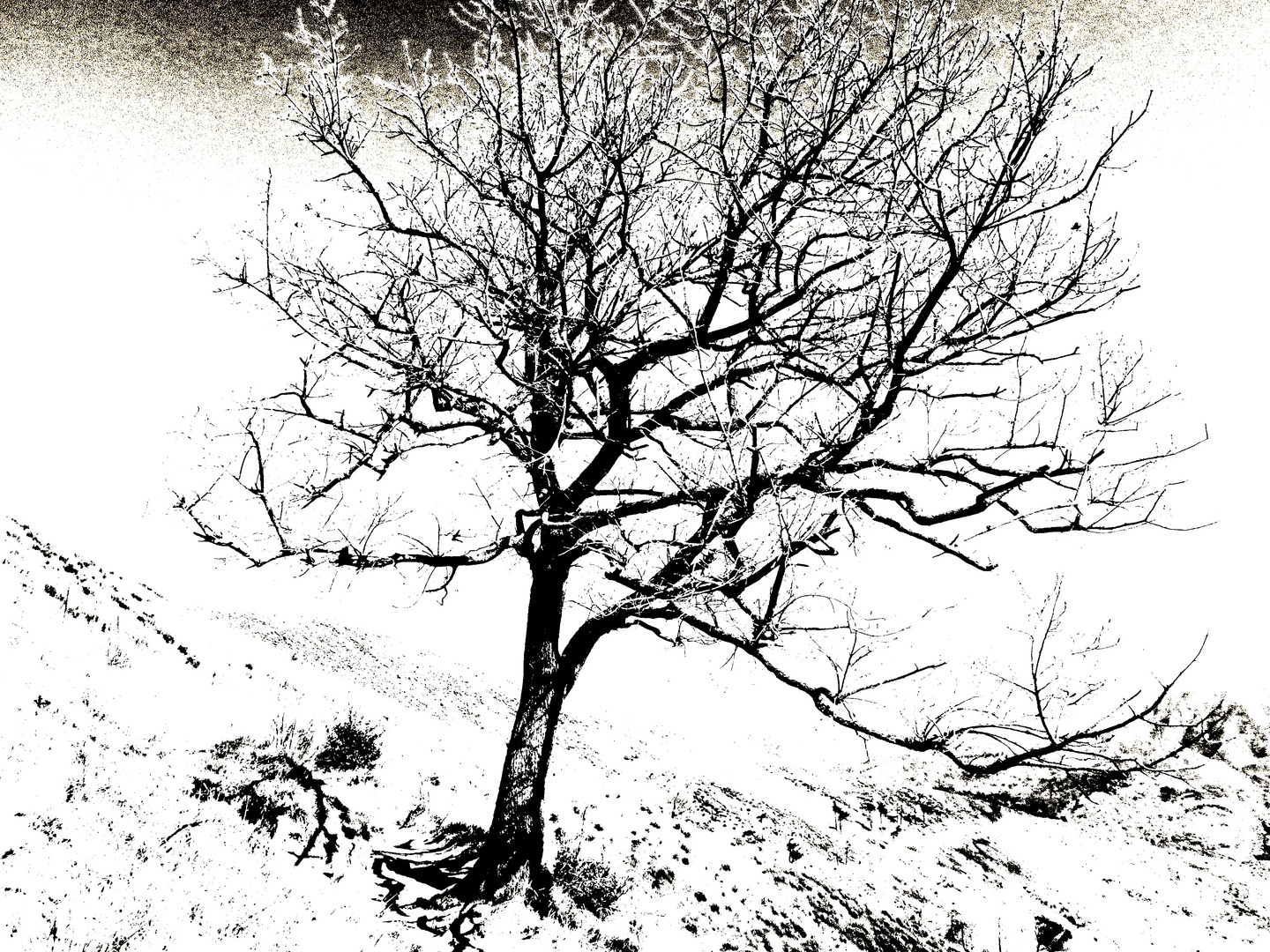 Arbre en hiver