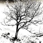 Arbre en hiver