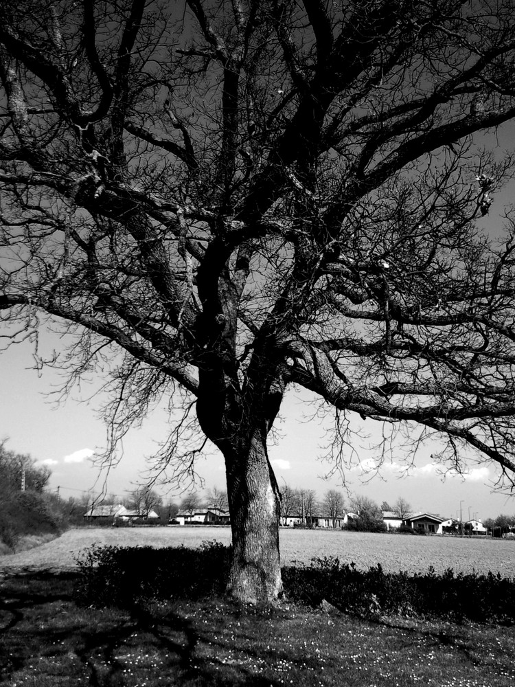 arbre en noir et blanc