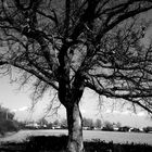 arbre en noir et blanc