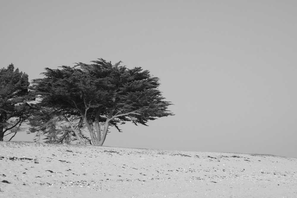 arbre en plage