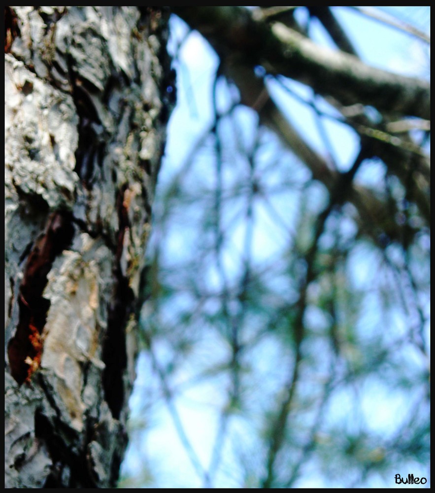 Arbre enchanté