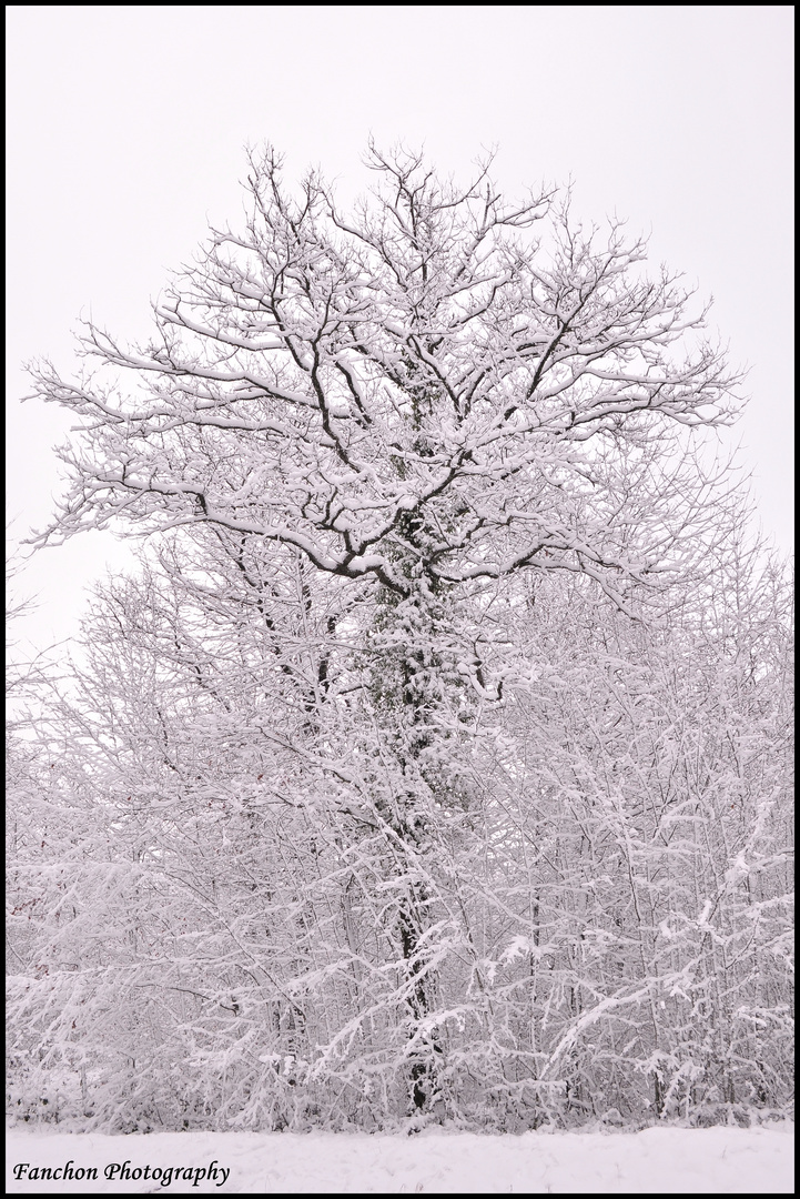 Arbre enneigé