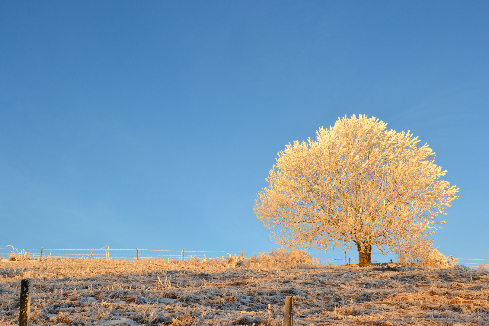 arbre ensoleillé