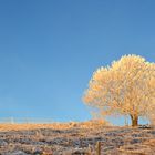 arbre ensoleillé