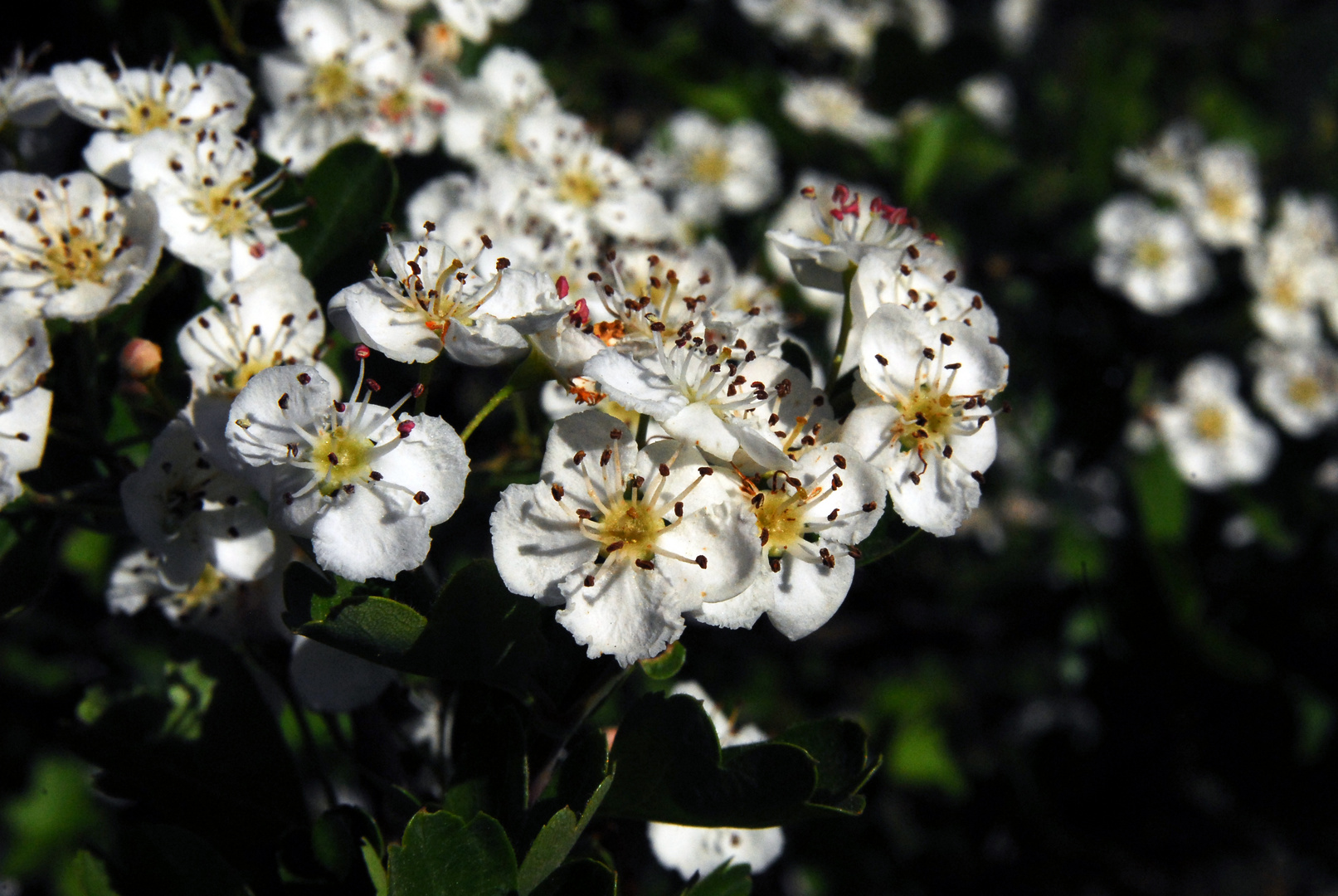 ARBRE ESPÍ BLANC