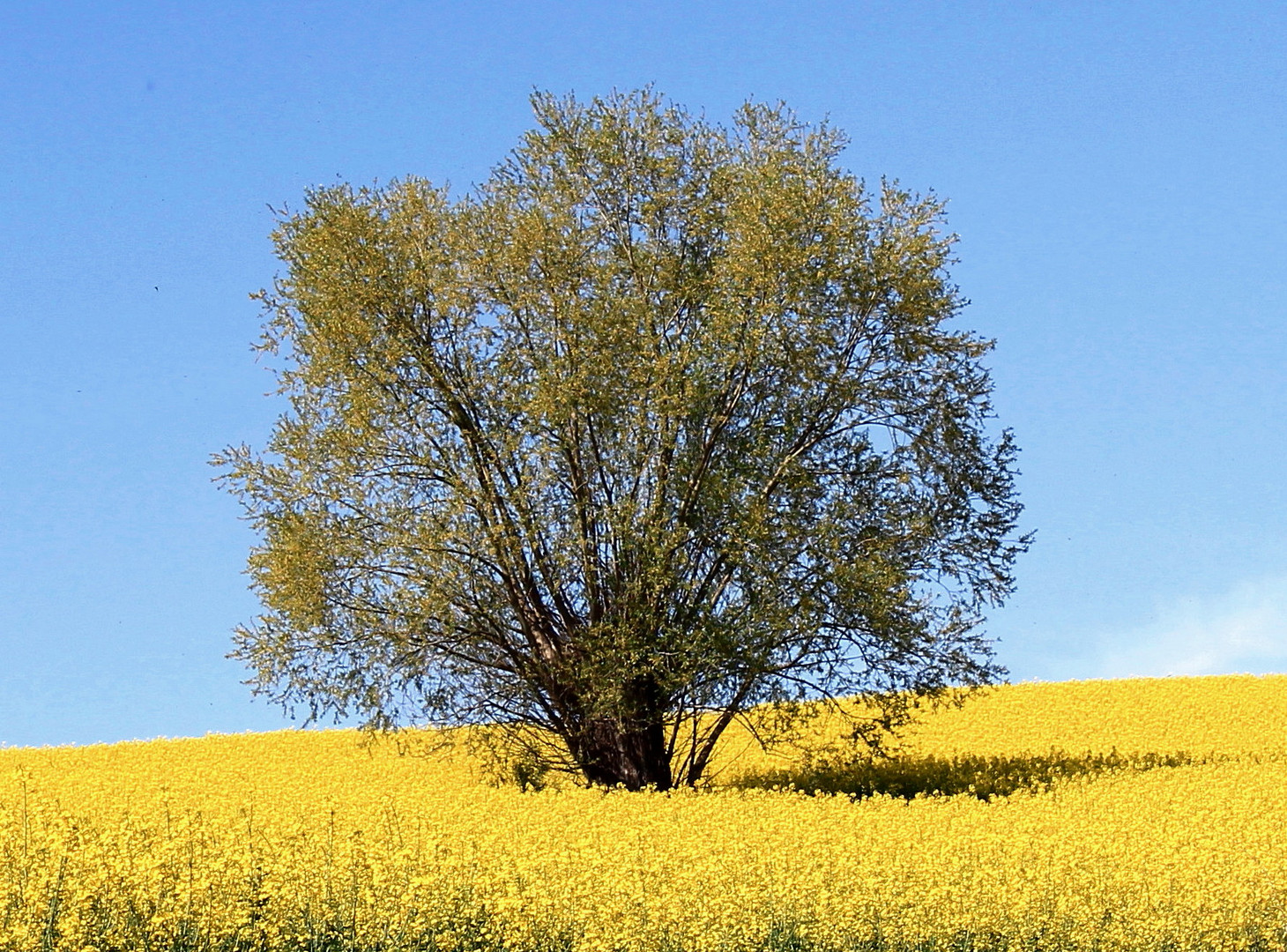 Arbre et Colza